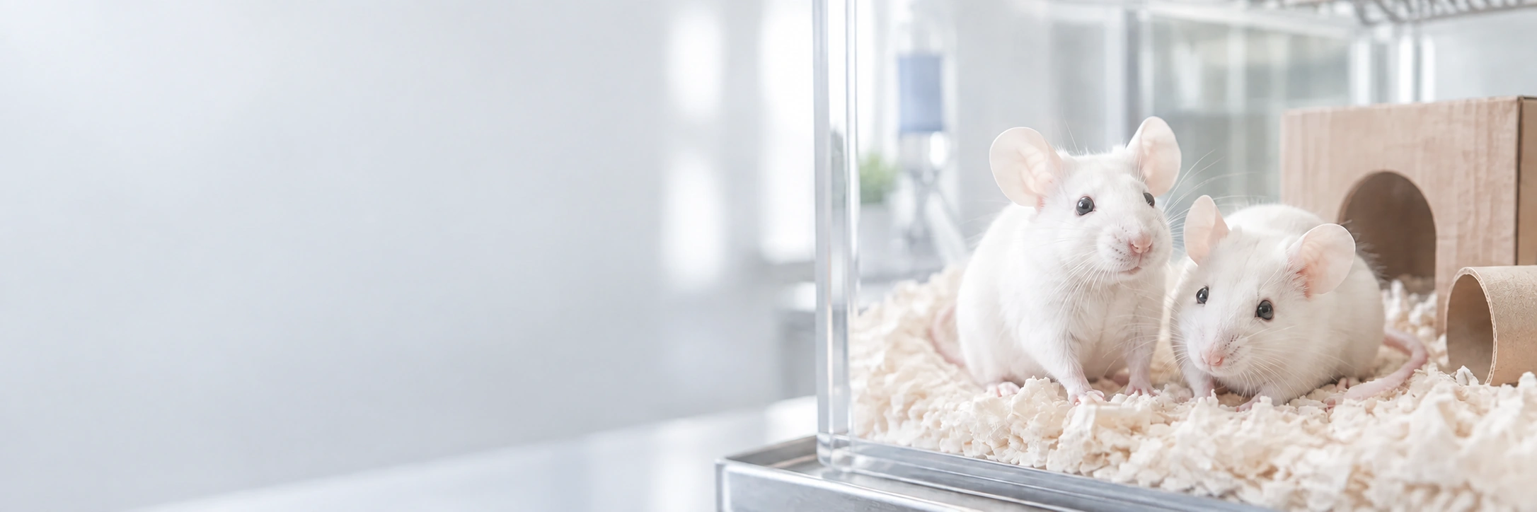 Two mice resting together in a home cage with bedding and enrichment